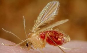 Neglected Tropical Diseases: A Comprehensive Overview 5 Neglected Tropical Diseases: A Comprehensive Overview