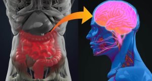 Gut-Brain Connection: How a Healthy Gut Supports Overall Well-being 5 Gut-Brain Connection: How a Healthy Gut Supports Overall Well-being